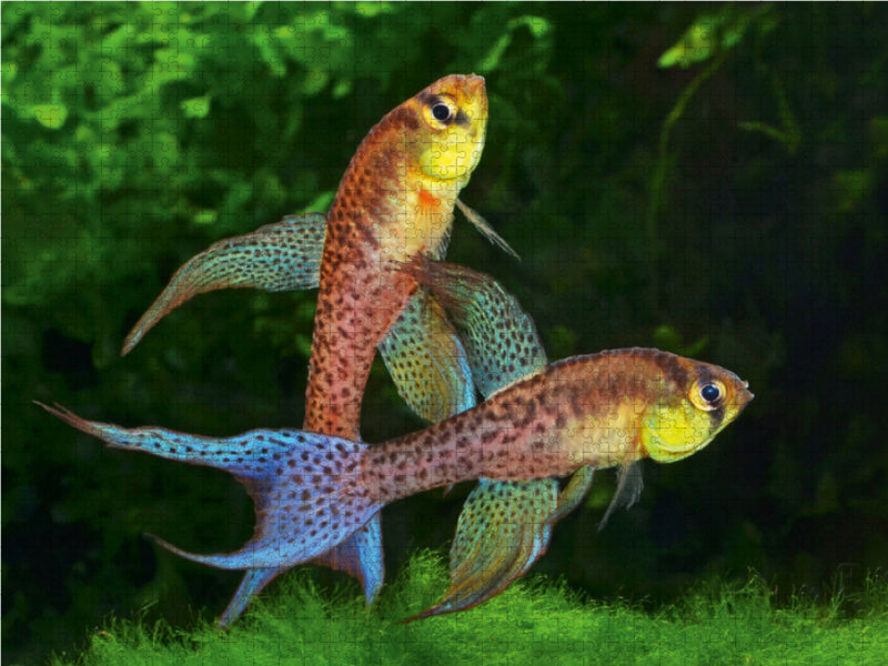 Terranatos  dolichopterus - VENEZUELA 1000 Teile Puzzle quer - CALVENDO Foto-Puzzle'