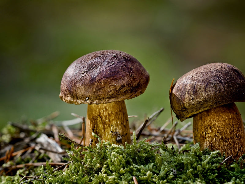 Chestnut boletus - CALVENDO photo puzzle 