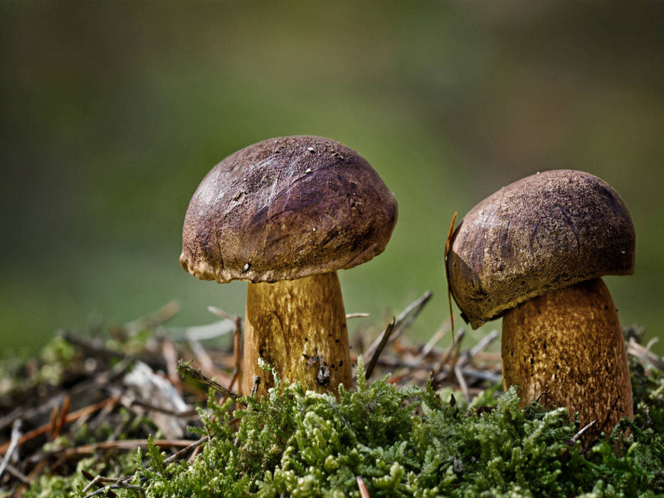 Maronenröhrling - CALVENDO Foto-Puzzle'