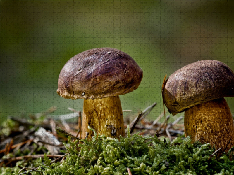 Chestnut boletus - CALVENDO photo puzzle 