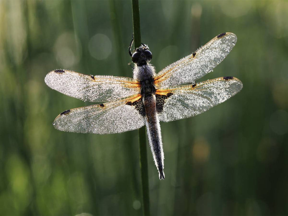 Perlengeschmückte Libelle - CALVENDO Foto-Puzzle'