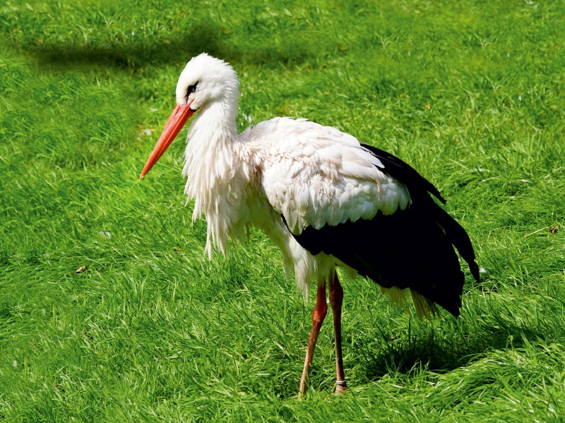 Storch Adebar 1000 Teile Puzzle quer - CALVENDO Foto-Puzzle'