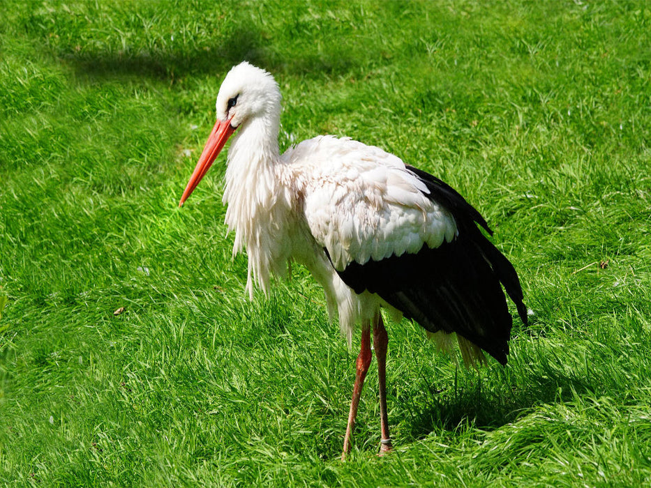 Storch Adebar - CALVENDO Foto-Puzzle'