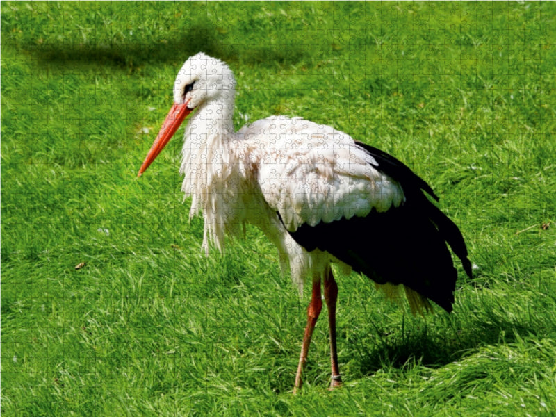 Storch Adebar 1000 Teile Puzzle quer - CALVENDO Foto-Puzzle'