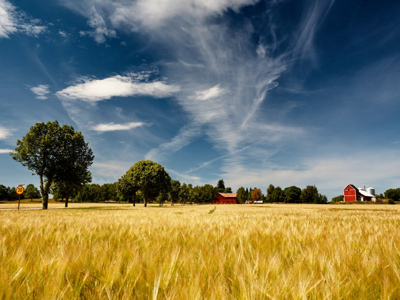 Kornfelder - ein vertrauter Anblick in Südschweden 1000 Teile Puzzle quer - CALVENDO Foto-Puzzle'