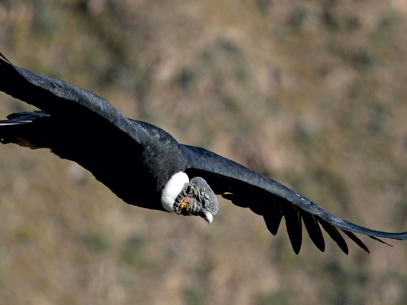Andenkondor, Colca Canyon, Peru 1000 Teile Puzzle quer - CALVENDO Foto-Puzzle'