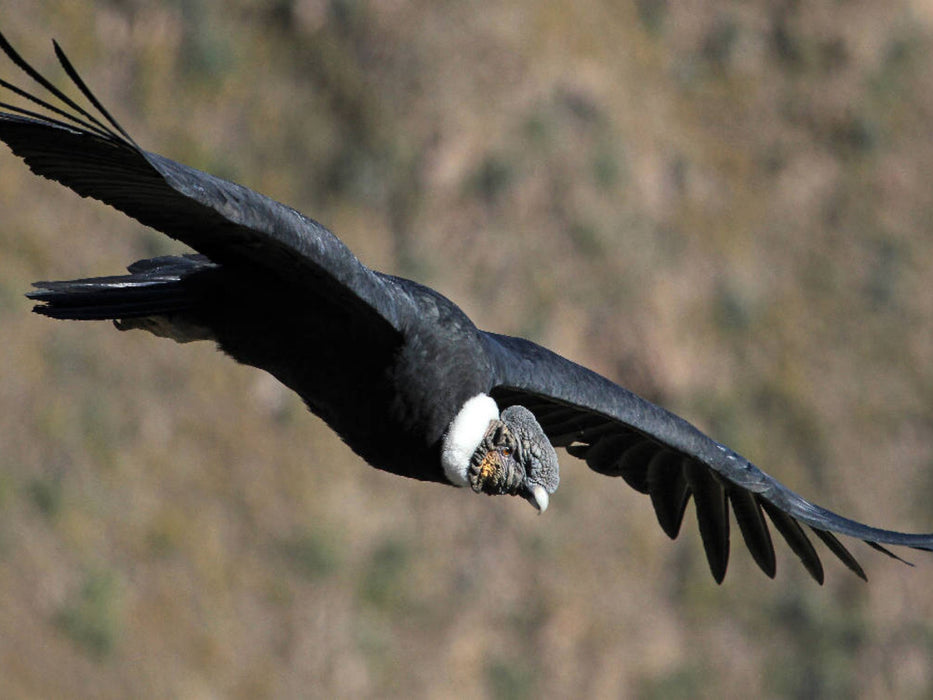 Andenkondor, Colca Canyon, Peru - CALVENDO Foto-Puzzle'