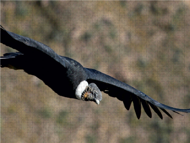 Andenkondor, Colca Canyon, Peru 1000 Teile Puzzle quer - CALVENDO Foto-Puzzle'