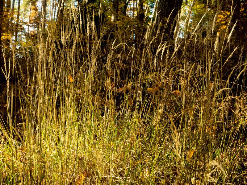 Im Burgwald bei Mellnau 1000 Teile Puzzle quer - CALVENDO Foto-Puzzle'