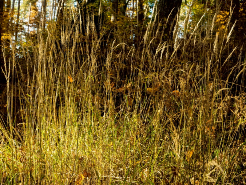 Im Burgwald bei Mellnau 1000 Teile Puzzle quer - CALVENDO Foto-Puzzle'