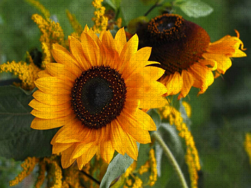 Sonnenblumen - CALVENDO Foto-Puzzle'