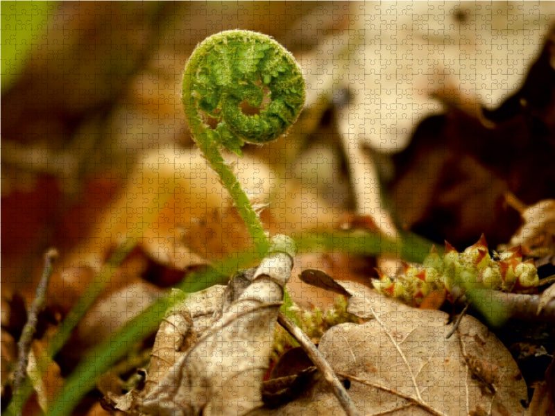 Wenn ich groß bin werde ich ein Farn 1000 Teile Puzzle quer - CALVENDO Foto-Puzzle'