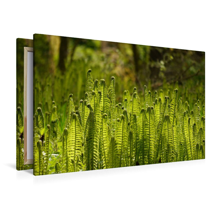 Premium Textil-Leinwand Farngesellschaft