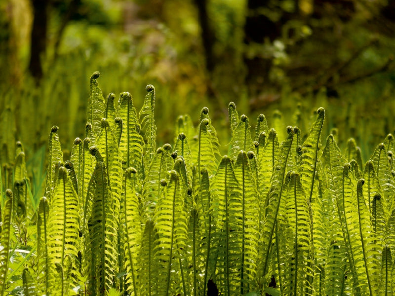 Fern Society - Puzzle photo CALVENDO 