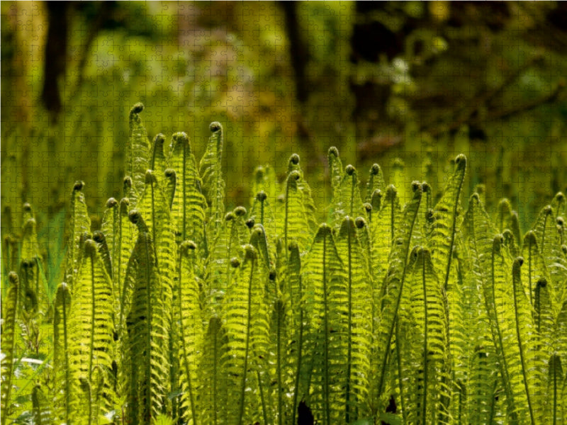 Fern Society - Puzzle photo CALVENDO 