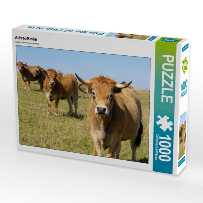 Bovins Aubrac - Puzzle photo CALVENDO 