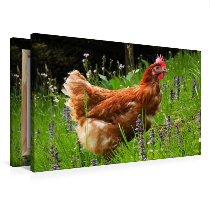 Premium Textil-Leinwand Huhn im Garten