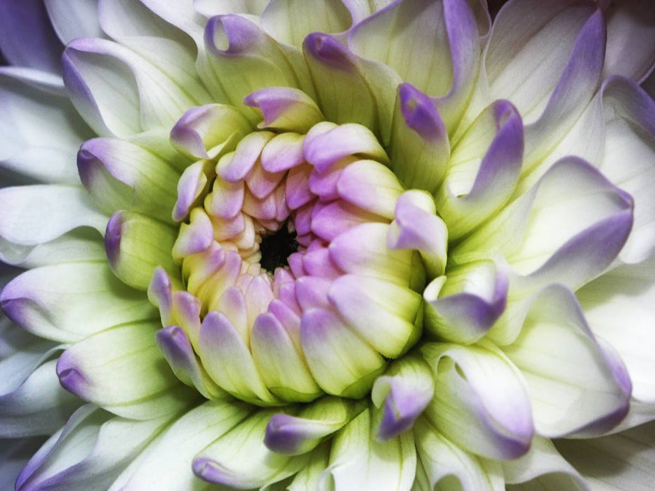 Versprechen - CALVENDO Foto-Puzzle'