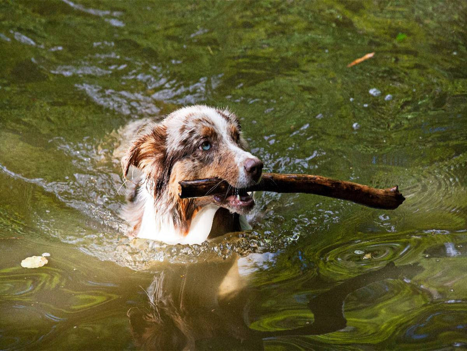 Australian Shepherd - CALVENDO Foto-Puzzle'