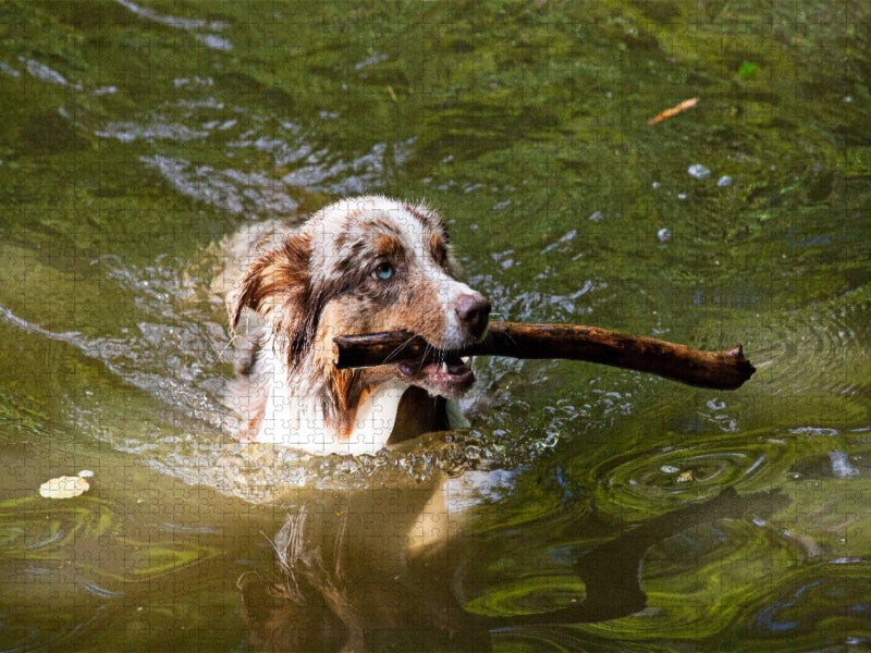 Australian Shepherd - CALVENDO Foto-Puzzle'
