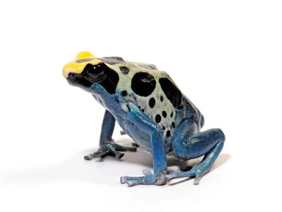 Färberfrosch - Dendrobates tinctorius - CALVENDO Foto-Puzzle'