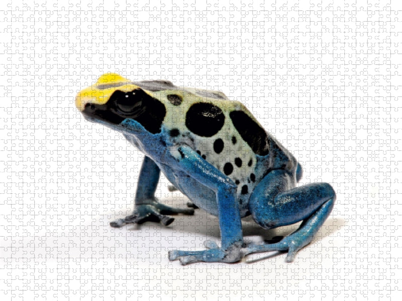 Färberfrosch - Dendrobates tinctorius 1000 Teile Puzzle quer - CALVENDO Foto-Puzzle'