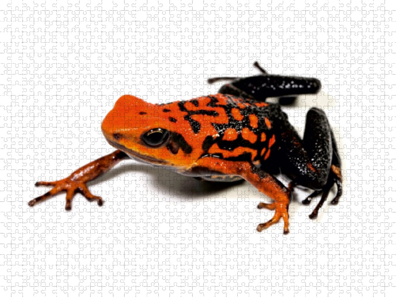 Pfeilgiftfrosch - Ameerega silverstonei 1000 Teile Puzzle quer - CALVENDO Foto-Puzzle'