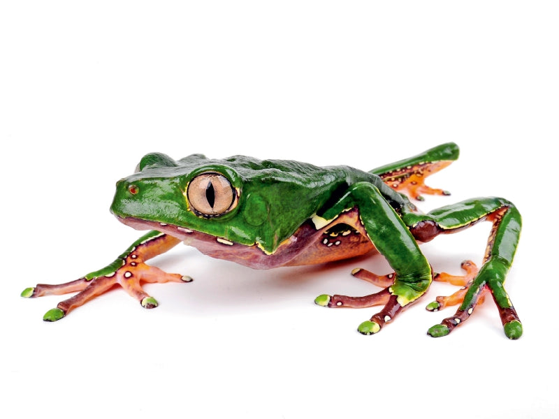 Riesen-Makifrosch - Phyllomedusa bicolor 1000 Teile Puzzle quer - CALVENDO Foto-Puzzle'