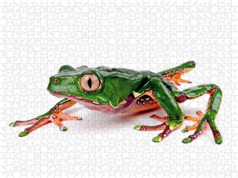 Riesen-Makifrosch - Phyllomedusa bicolor 1000 Teile Puzzle quer - CALVENDO Foto-Puzzle'