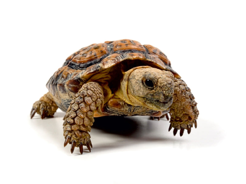 Gesägte Flachschildkröte - Homopus signatus 1000 Teile Puzzle quer - CALVENDO Foto-Puzzle'
