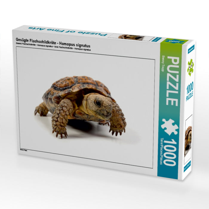 Gesägte Flachschildkröte - Homopus signatus 1000 Teile Puzzle quer - CALVENDO Foto-Puzzle'