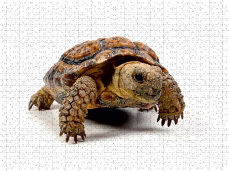 Gesägte Flachschildkröte - Homopus signatus 1000 Teile Puzzle quer - CALVENDO Foto-Puzzle'