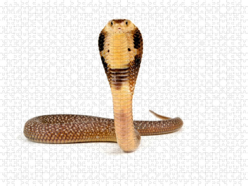 Monokelkobra - Naja kaouthia 1000 Teile Puzzle quer - CALVENDO Foto-Puzzle'