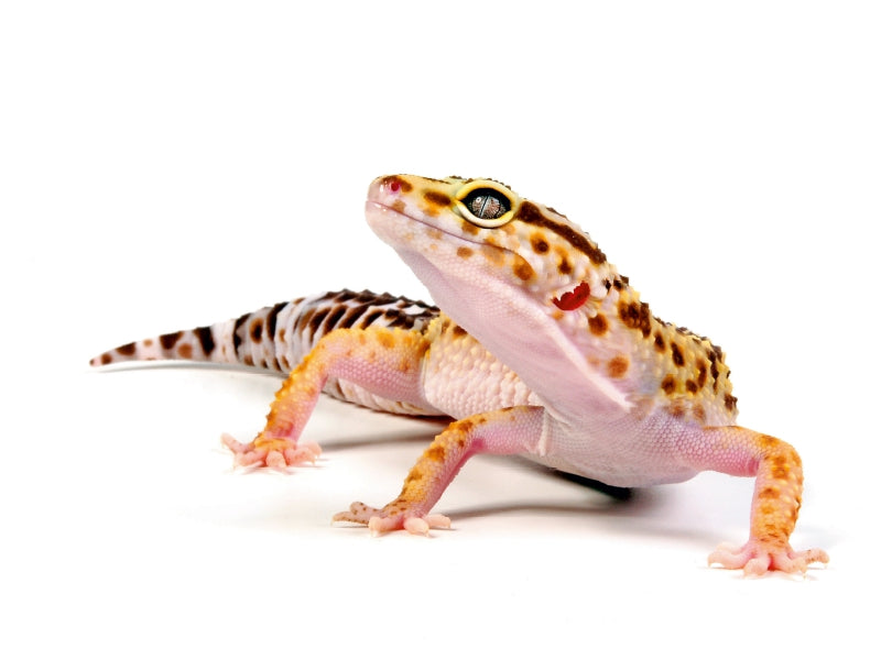 Gecko léopard - Eublepharis macularius - Puzzle photo CALVENDO 