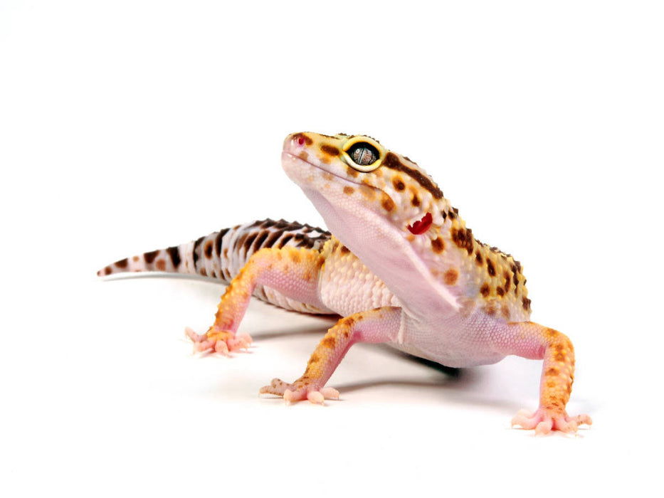 Gecko léopard - Eublepharis macularius - Puzzle photo CALVENDO 