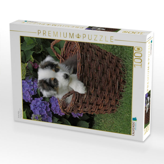 Aussie-Welpe 1000 Teile Puzzle hoch - CALVENDO Foto-Puzzle'