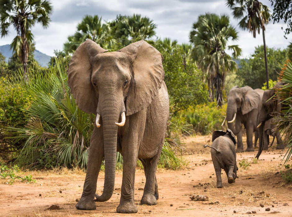Abenteuer Sambia: Elefant mit Jungtier im Lower Zambezi National Park - CALVENDO Foto-Puzzle'