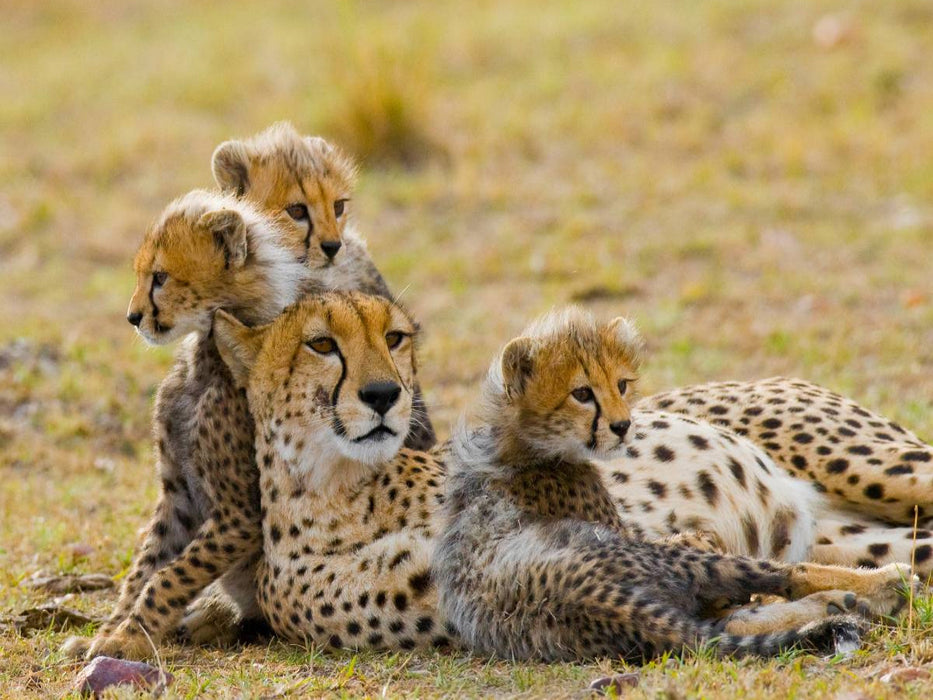 Gepardenfamilie - CALVENDO Foto-Puzzle'