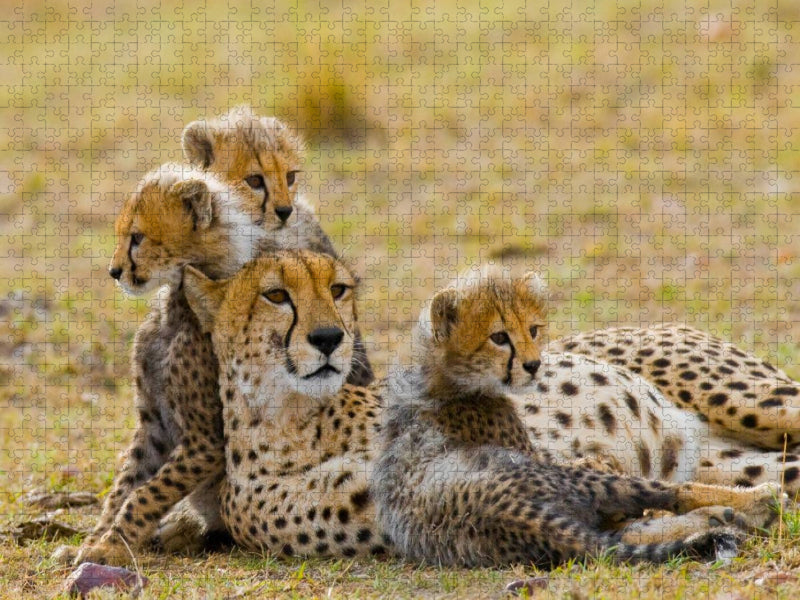 Gepardenfamilie - CALVENDO Foto-Puzzle'
