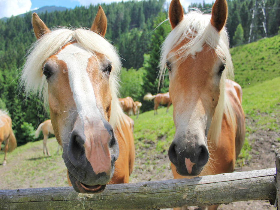 Die zwei - CALVENDO Foto-Puzzle'