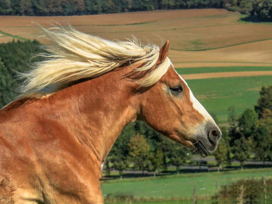 Haflinger im Galopp - CALVENDO Foto-Puzzle'