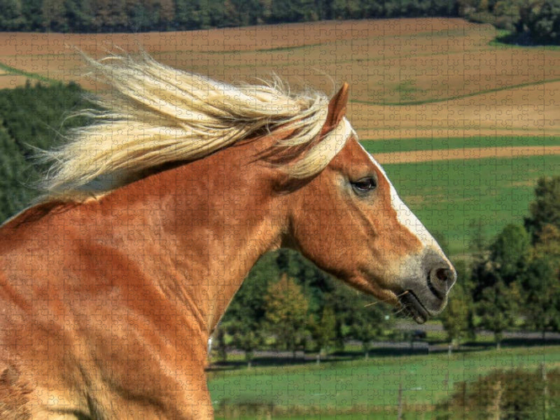 Haflinger im Galopp - CALVENDO Foto-Puzzle'