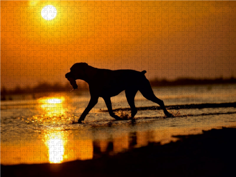 Boxer im Sonnenuntergang 1000 Teile Puzzle quer - CALVENDO Foto-Puzzle'
