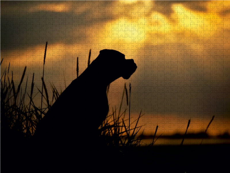 Hund im Gegenlicht am Meer 1000 Teile Puzzle quer - CALVENDO Foto-Puzzle'