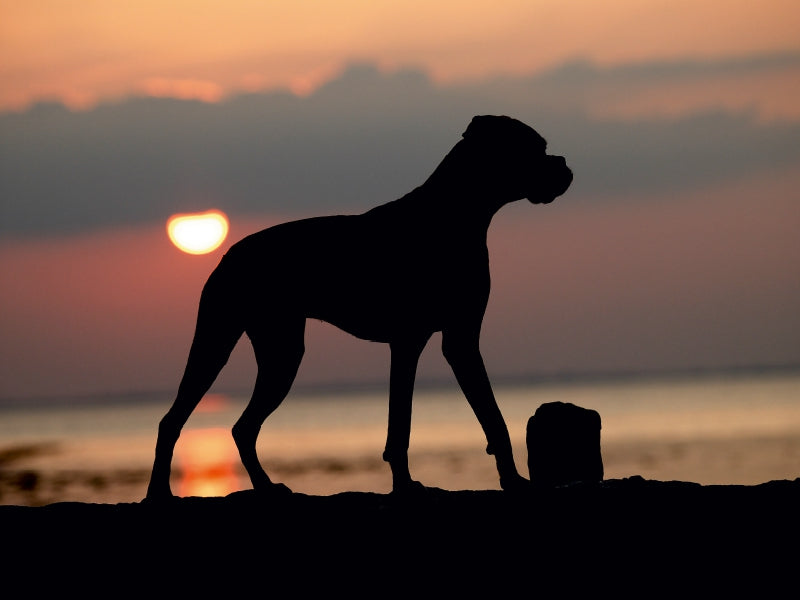 Stehender Hund im Sonnenuntergang 1000 Teile Puzzle quer - CALVENDO Foto-Puzzle'