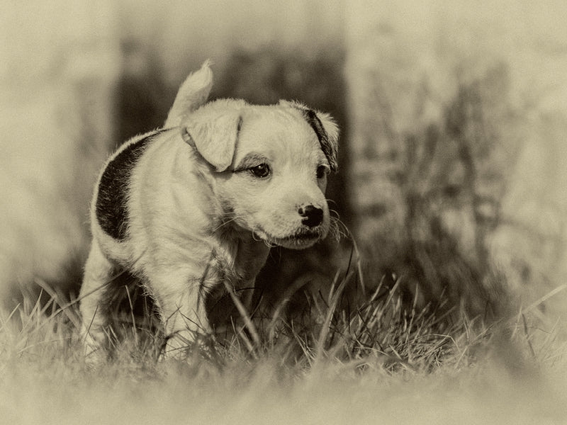 Ein Motiv aus dem Kalender Parson Jack Russel Welpen 1000 Teile Puzzle quer - CALVENDO Foto-Puzzle'