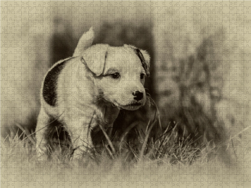 Ein Motiv aus dem Kalender Parson Jack Russel Welpen 1000 Teile Puzzle quer - CALVENDO Foto-Puzzle'