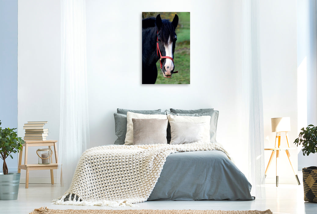 Premium Textil-Leinwand Premium Textil-Leinwand 80 cm x 120 cm  hoch Shire-Horse