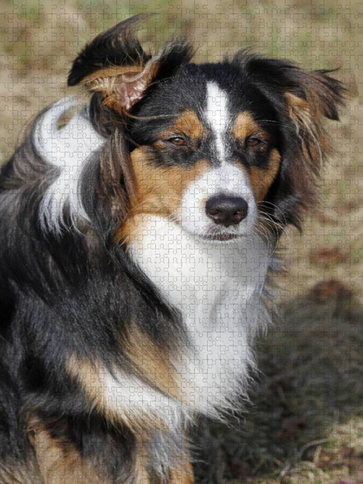 Aussie - CALVENDO Foto-Puzzle'
