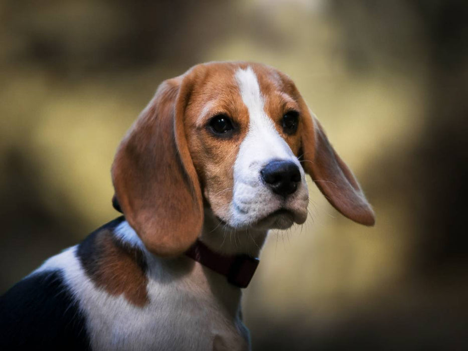 Beagle-Portrait - CALVENDO Foto-Puzzle'
